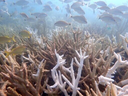 'Functionally extinct': Heat wave left Florida coral species on brink